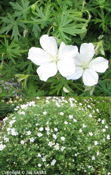 Geranium sanguineum 'Album'